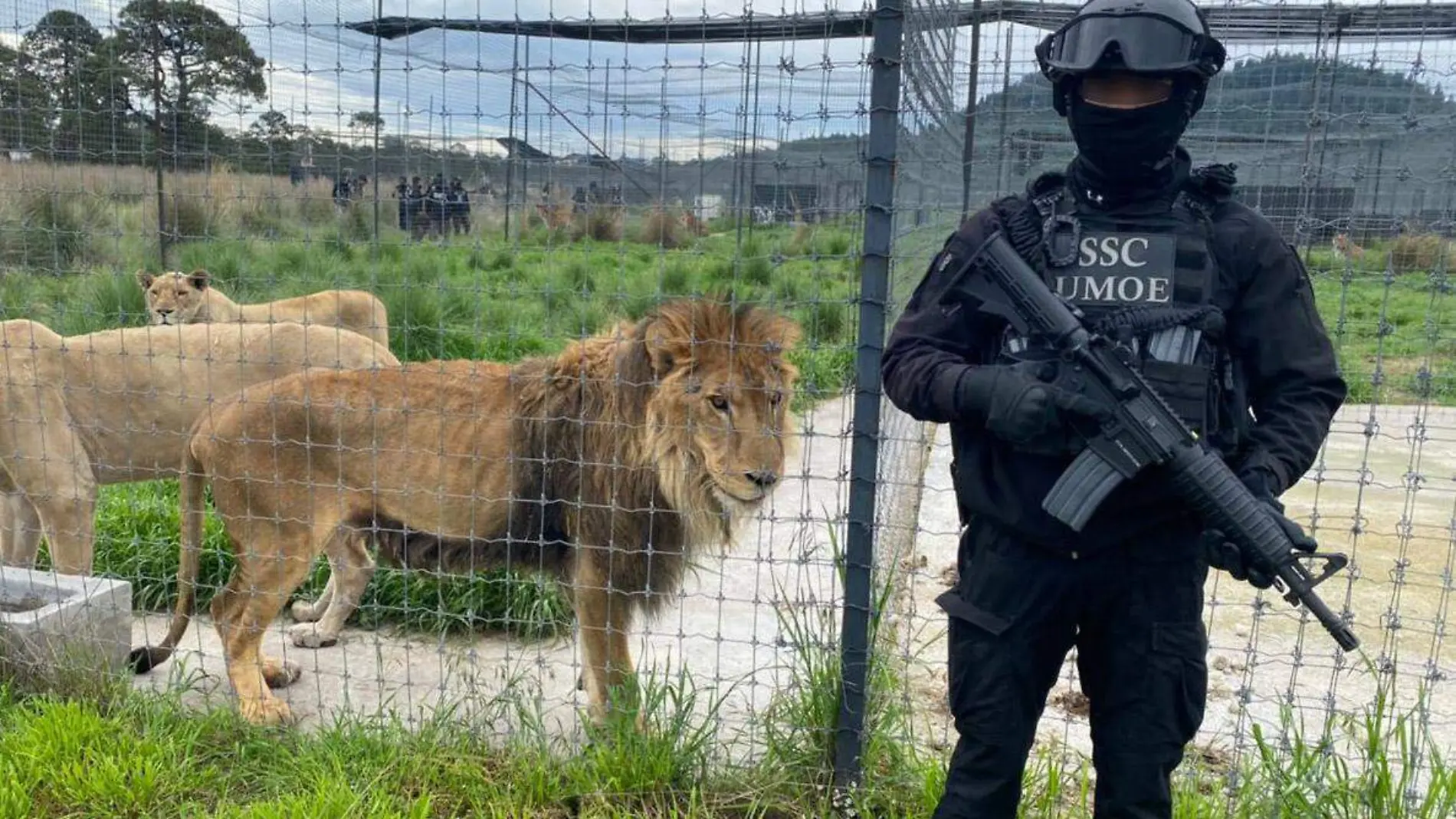 LEONES EN EL AJUSCO. CORTESÍA SSC CDMX (22)